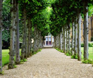 pexels-mikebirdy-126271