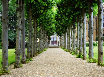 pexels-mikebirdy-126271